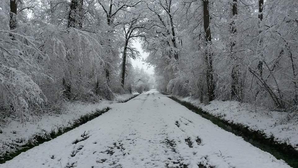 Bois de Marmajou Lafitole